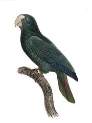 Hispaniolan Parrot